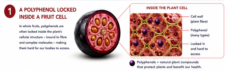Polyphenols Explained: Why They're the Future of Gut Health, and How Tibico Unlocks Their Full Potential